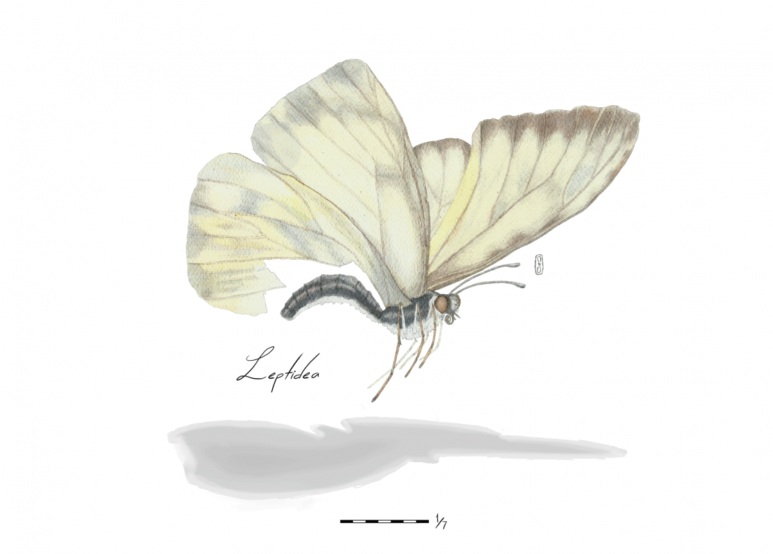  Ilustración naturalista