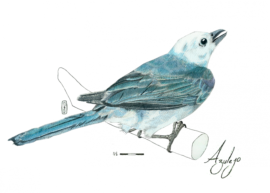  Ilustración naturalista