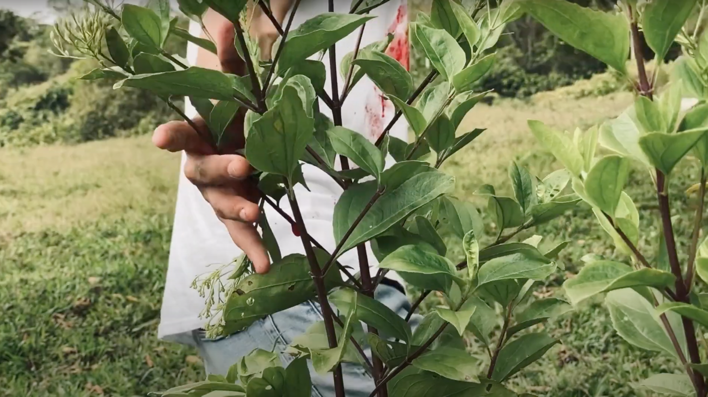 Captura de video