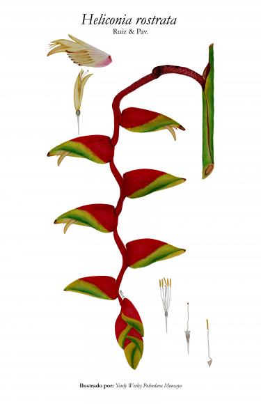 Heliconia -Yordy Polindara