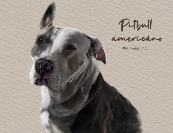 Pitbull americano - Luiggy Daza