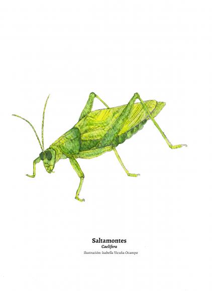 Saltamontes_ Isabella Vicuña Ocampo