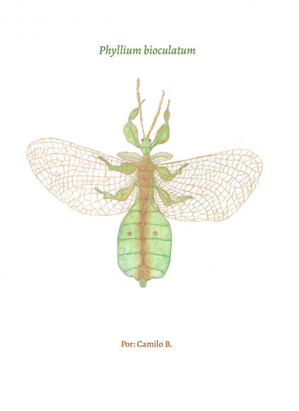 phyllium bioculatum-Camilo Betancourth